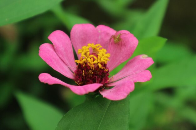 Photo red zinnia flowers on a natural green background