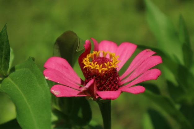 Red zinnia flowers on a natural green background