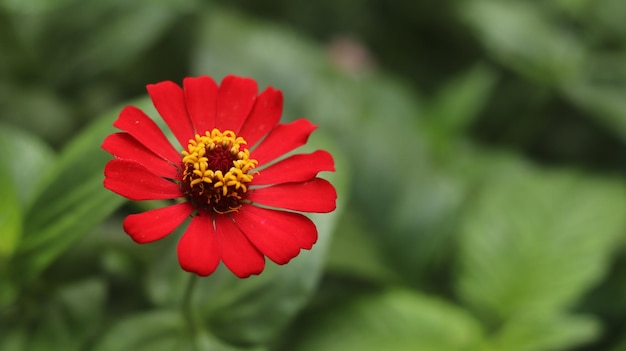 自然の背景に梅雨に咲く赤い百日草の花。