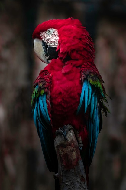 Redandgreen macaw