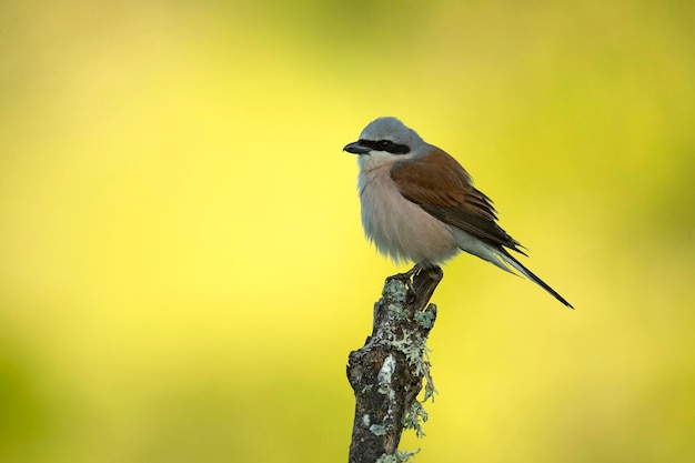 Redbacked shrike female in her breeding territory in the late afternoon light of a rainy spring day