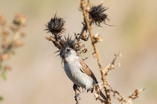 Redbacked shrike female or Lanius collurio sitting on the branch macro