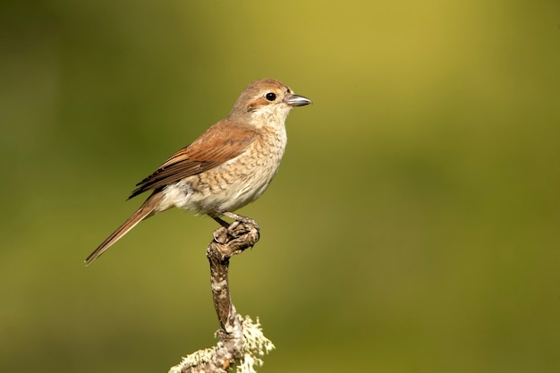 Photo redbacked shrike female with last daylight on her favorite perch