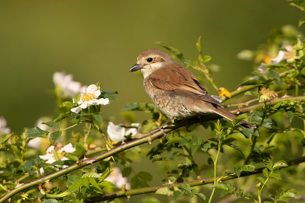 Redbacked shrike female with last daylight on her favorite perch