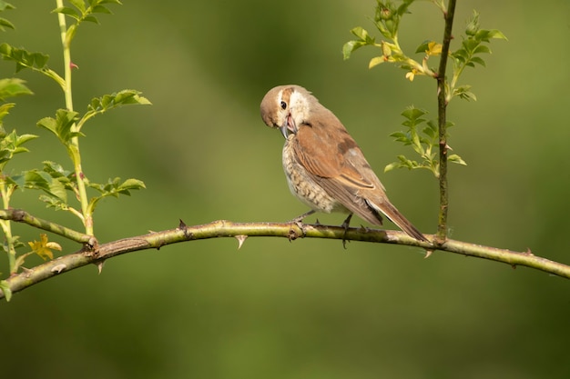 Redbacked shrike female with last daylight on her favorite perch