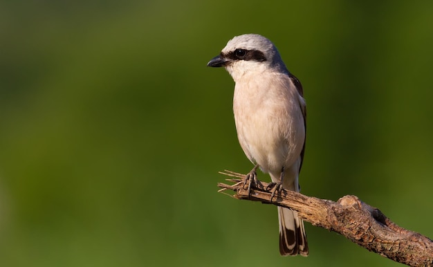 Redbacked shrike Lanius collurio A bird sits on an old broken branch Beautiful green background pleasant bokeh