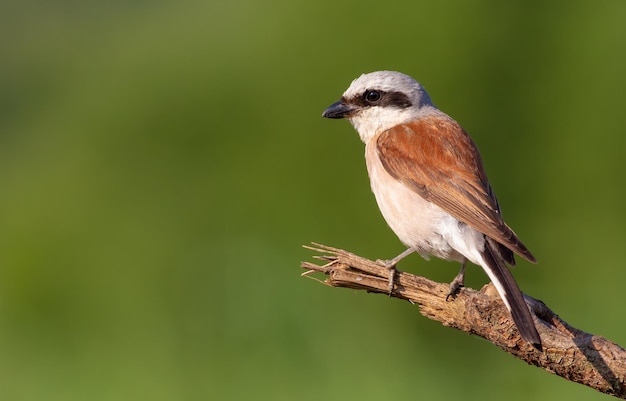 Redbacked 까치 Lanius collurio 새는 오래 된 부러진 가지에 앉아 아름 다운 녹색 배경 쾌적한 보케