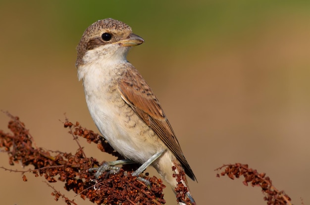 Redbacked shrike Lanius collurio Early morning nice lighting A female bird sits on a beautiful plant Beautiful background bokeh