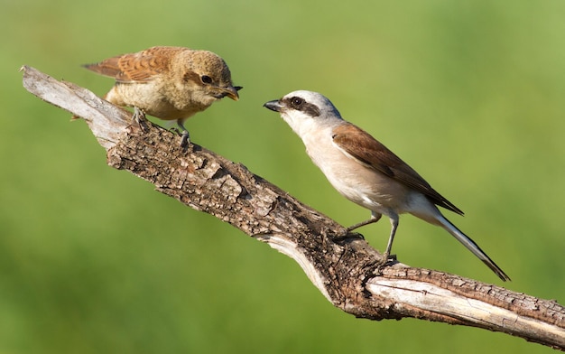 Redbacked shrike Lanius collurio A young bird asks for food from its parents The male feeds his chick