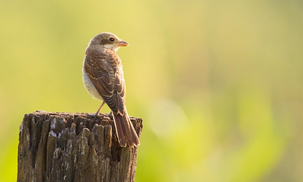 セアカモズ Lanius collurio 若い鳥は、古い乾燥した木の切り株に座っています。