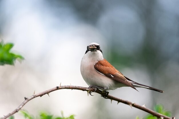 Redbacked 까치 Lanius collurio