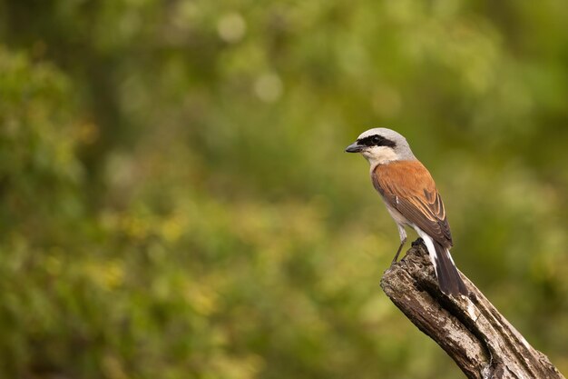 Redbacked shrike sitting on a branch in summer nature