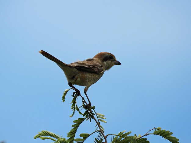 Redbacked shrike with bluegray head black mask rustybrown back female has warm brown upperparts fine