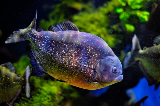 Redbellied piranha red piranha