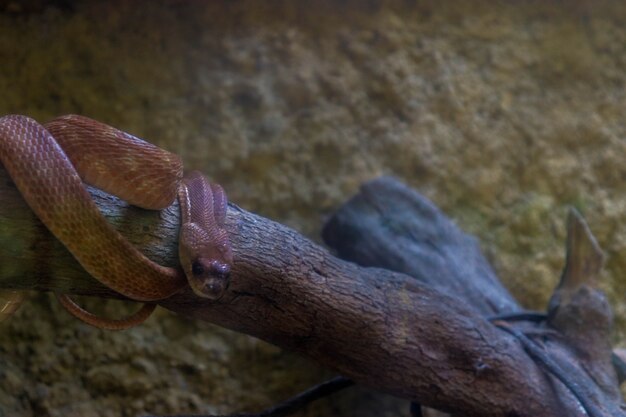 Photo a redbellied snake in a cage in the zoo