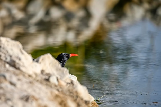 Redbilled chough bij de bron om water te drinken