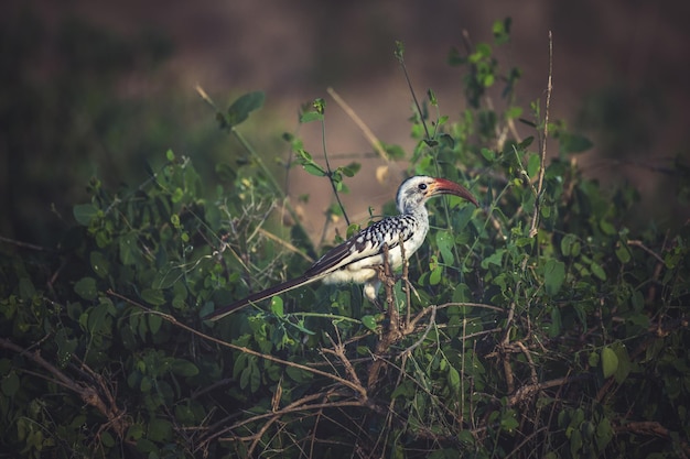 A redbilled toko bird sits on a branch of a bush in the Tsavo National Park Kenya