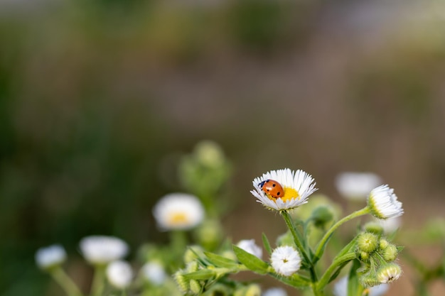 Redblack ladybug on a white chamomile on a blurred background