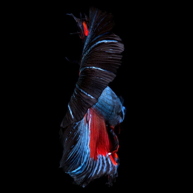 Redblue bettas