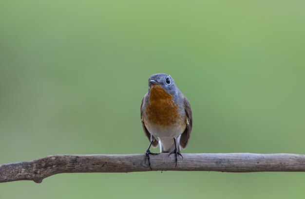 Redbreasted Flycatcher on the branch tree animalportrait