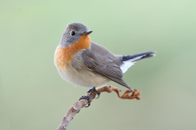 사진 redbreasted flycatcher ficedela parva 멋지게 나무 가지에 행동