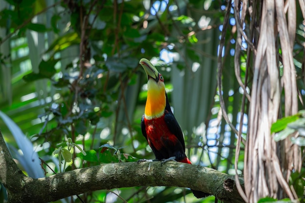 Photo redbreasted toucan ramphastos dicolorus