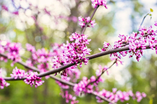 Redbud flowers on a branch in spring