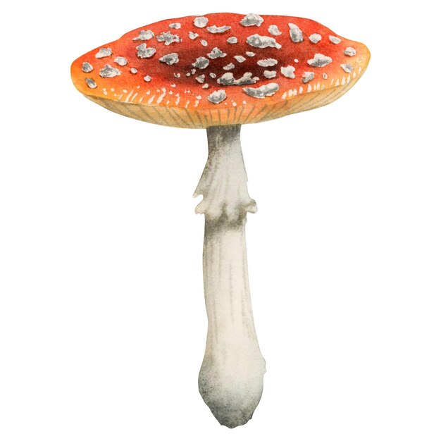 Redcap 비행 agaric 그림 점이 있는 손으로 그린 붉은 독버섯 Woodland amanita muscaria