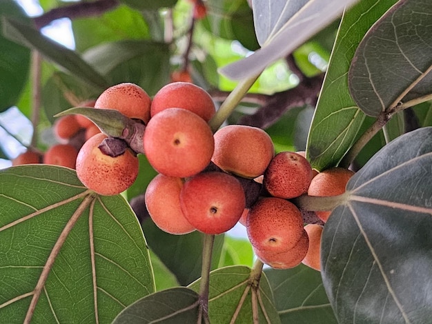 Photo redcolored fruits on the tree ficus benghalensis commonly known as the banyan banyan fig