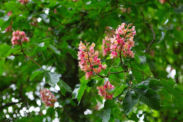 Infiorescenze di colore rosso di un albero chiamato castagno castagno rosa fiorito in primavera un ippocastano rosso carne