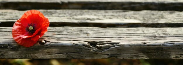 A redcolored poppy on the wooden seat