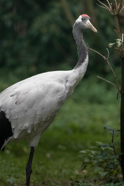 Redcrowned crane