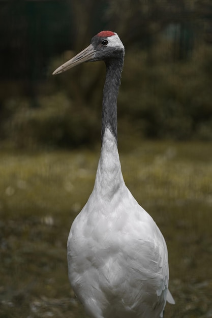 Redcrowned crane