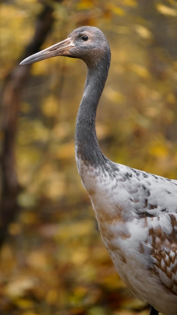 Redcrowned crane