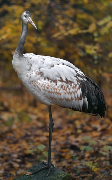 Redcrowned crane