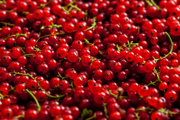 Redcurrant close up