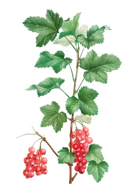 redcurrant fruit plant transparent png