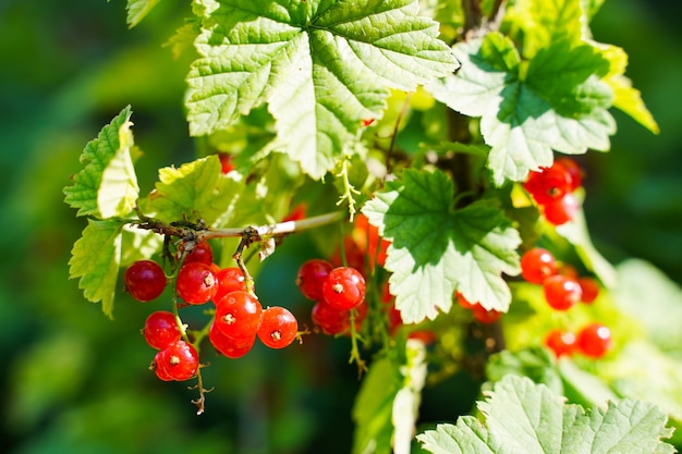 Redcurrant ripe and fresh organic red currant berries growing