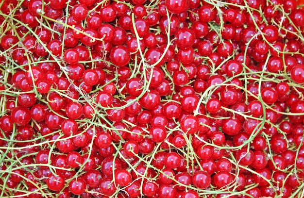 Redcurrant