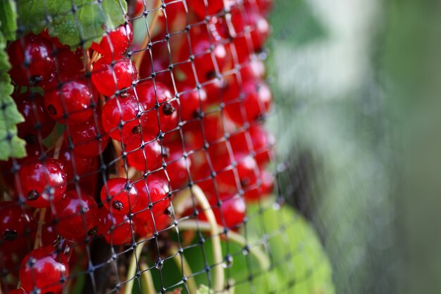 Redcurrants on the bush