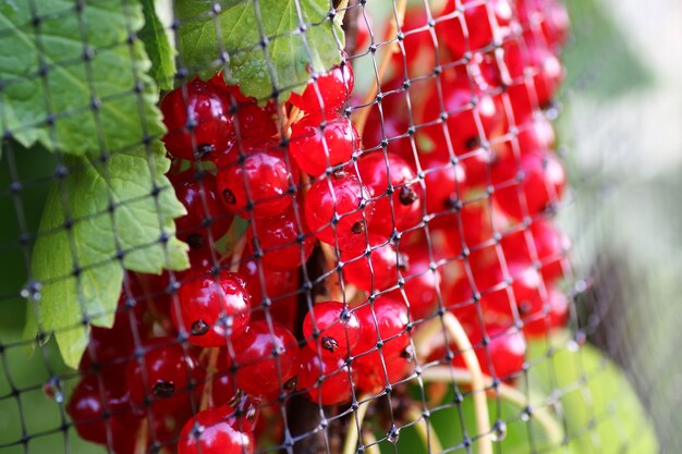 Redcurrants on the bush