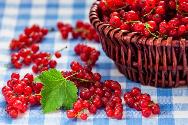 테이블에 고리 버들 세공 그릇에 redcurrants