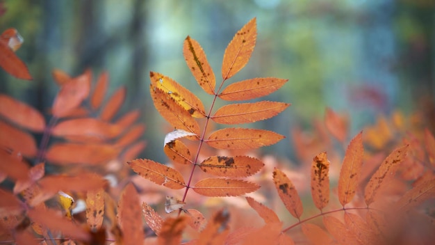 Reddening rowan leaves move in a strong wind in a forest in Karelia in autumn