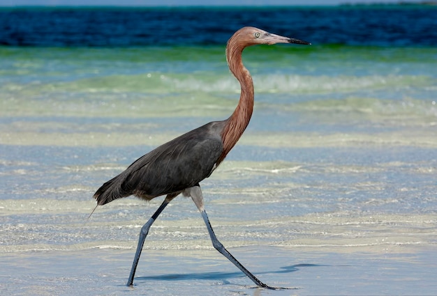 A Reddish Egret on the shoreline looking for fish