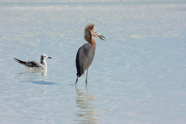 Reddish Egret on the shorline