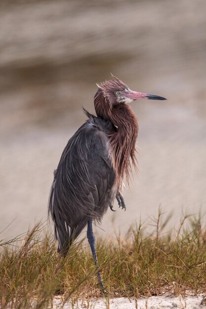 写真 赤色のエグレット (egretta rufescens) はマルコのタイガーテイルビーチの近くの水域で