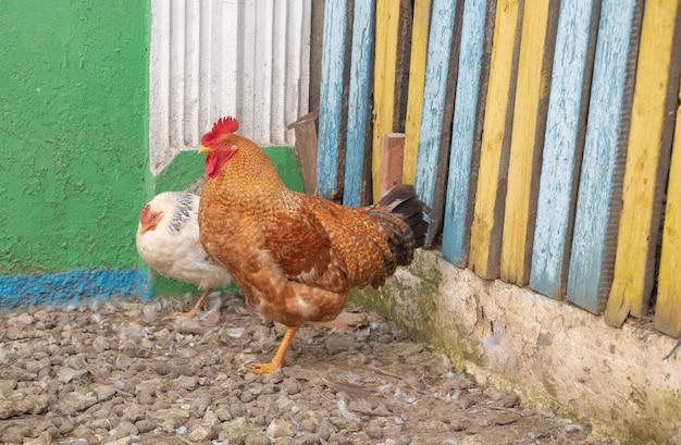 A reddish rooster and a white hen beside him