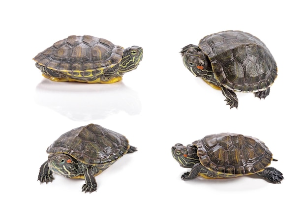 Redeared slider isolated on white