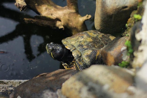 The redeared slider or redeared terrapin or brazilian turtle is\
a semi aquatic turtle