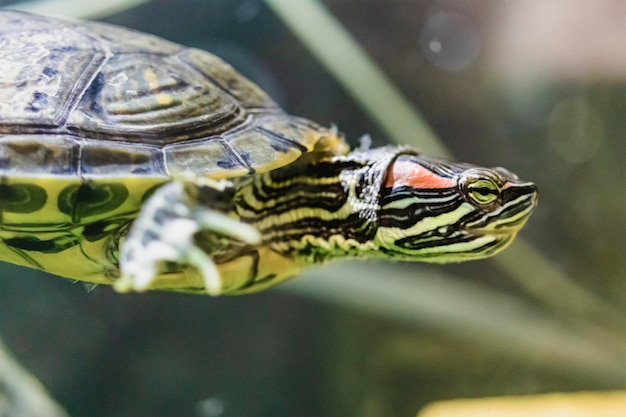 The redeared turtle swims in the water Closeup Lovely pet Selective focus